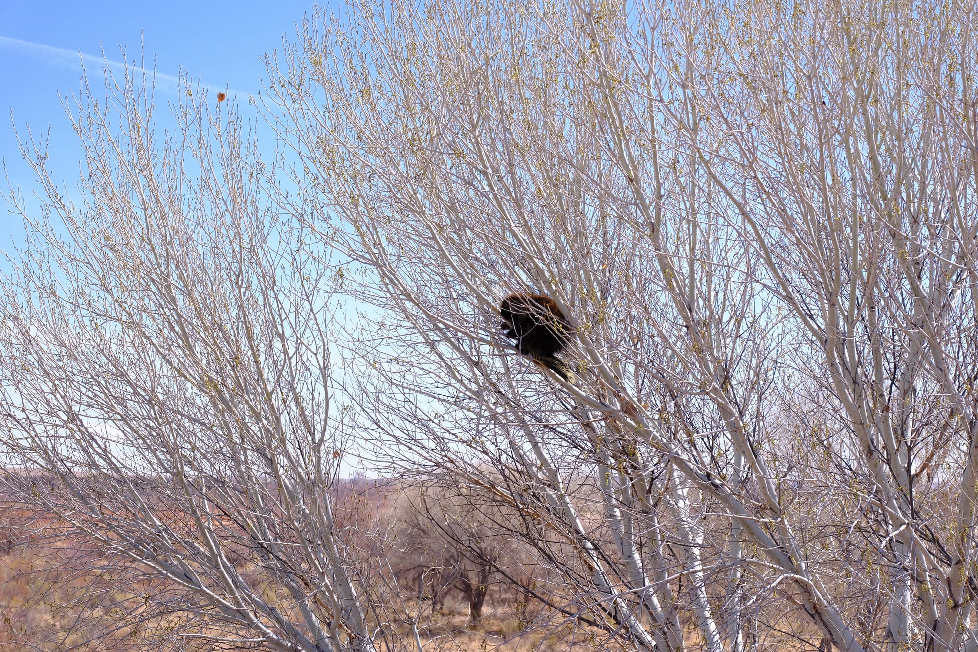 A poor picture in profile of a Porcupine way up in a tree eating new leaves