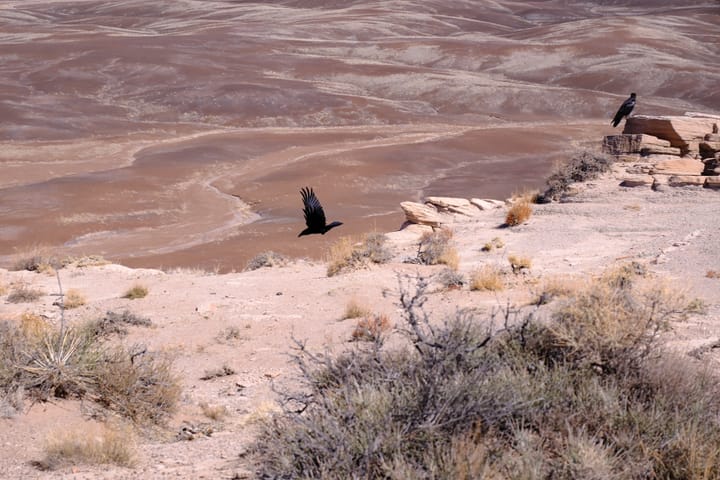 The land of vultures and ravens